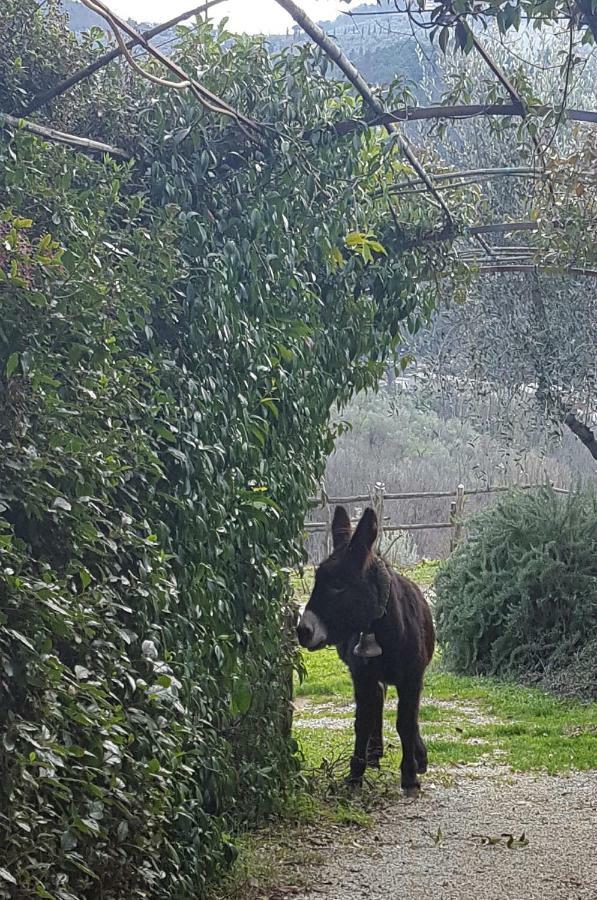 مونتيكاتيني تيرمي Agriturismo Il Pillone المظهر الخارجي الصورة